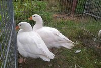 Ve velkochovu na Hodonínsku je ptačí chřipka: 200 hus uhynulo, tisíce zlikvidují