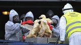 Ptačí „masakr“ na Chebsku: Veterináři vybijí 30 tisíc ptáků