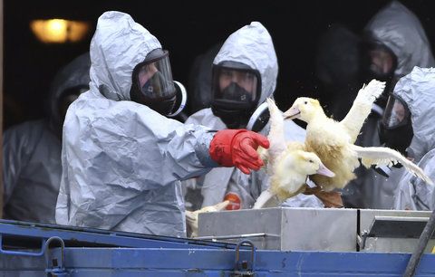 Ptačí chřipka v Česku: Podle odborníků je nová epidemie za dveřmi