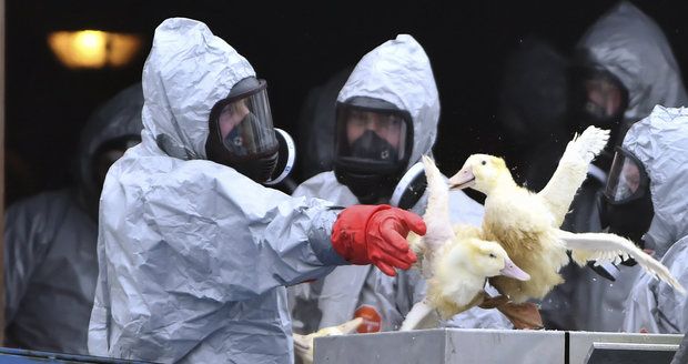 Rusové zarazili dovoz drůbeže a vajec ze čtyř krajů Česka. Kvůli ptačí chřipce