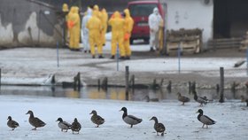 V Zárybech u Prahy veterináři vybili 160 kusů drůbeže kvůli ptačí chřipce.