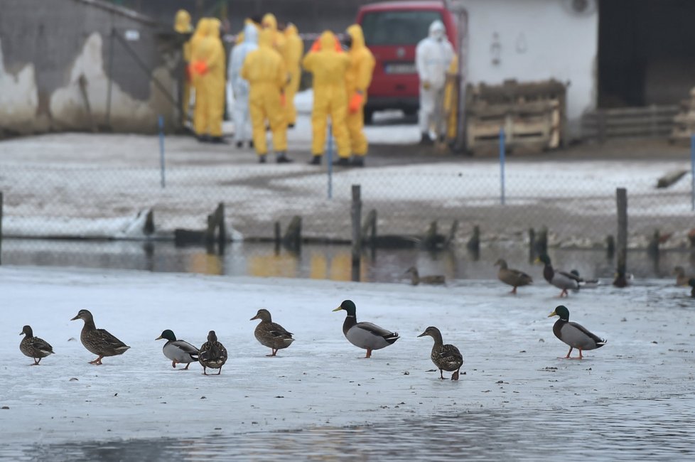 V Zárybech u Prahy veterináři vybili 160 kusů drůbeže kvůli ptačí chřipce.