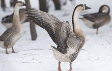 Nová ohniska ptačí chřipky: Brod nad Dyjí a Lázně Toušeň!