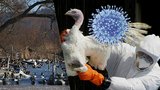 Viry netrápí jen zvěř v pražské zoo: V hlavním městě zabíjela ptačí chřipka divoké labutě