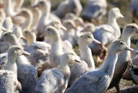 Českem se dál šíří ptačí chřipka. Utracení čeká stovky hus u Nových Hradů