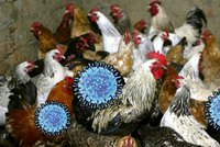 Ptačí chřipka sužuje Česko a je přenosná na člověka: Kdo je ohrožen a jak se vyhnout nákaze?
