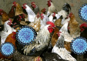Ptačí chřipka v Česku (ilustrační foto)