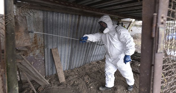 Česko začíná dezinfikovat chovy kvůli ptačí chřipce. V Číně na ni umírají lidé