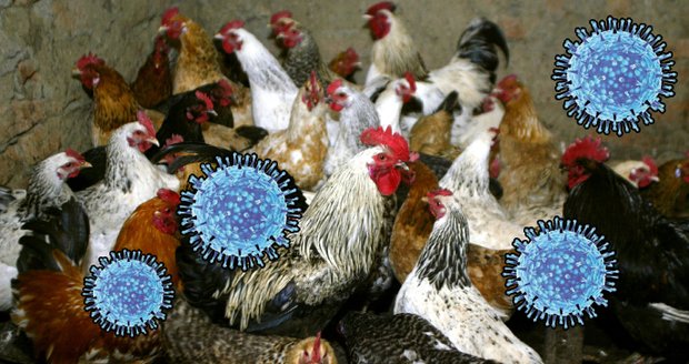 Ptačí chřipka sužuje Česko a je přenosná na člověka: Kdo je ohrožen a jak se vyhnout nákaze? 