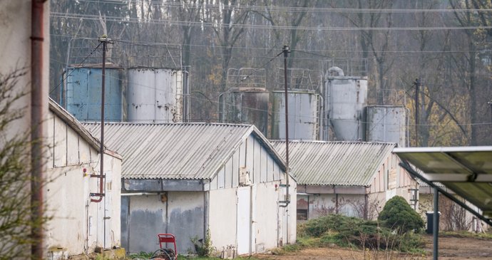 Velkochov kachen ve Valdíkově na Třebíčsku, kde se objevila ptačí chřipka (11.11.2025)