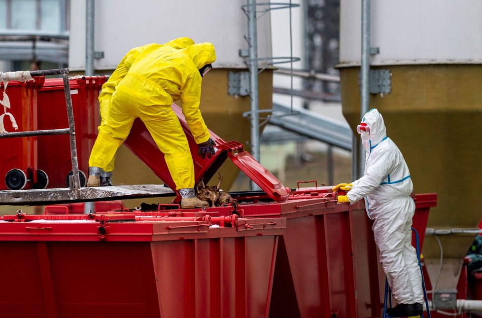 Vybíjení ptactva na Litoměřicku kvůli ptačí chřipce (28.12.2021)