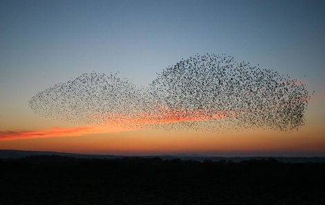 Hejna špačků se skládají z desítek až stovek tisíc ptáků.