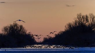 Divoká příroda nedaleko Česka. Delta Dunaje v Rumunsku je ptačím rájem