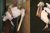 Stěhování pelikánů: Ošetřovatelé museli použít speciální hmaty