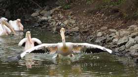27 let už žije v zoo Ohrada samice pelikána bílého, která byla odchycena ve volné přírodě. Patří k nejstarším zvířatům v zoo.