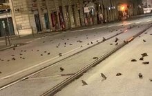 Novoroční hrůza z Říma: Ulice pokryli mrtví ptáci