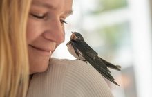 Zranění ptáci skončili do jara v péči lidí: Vlaštovka zimuje v obýváku