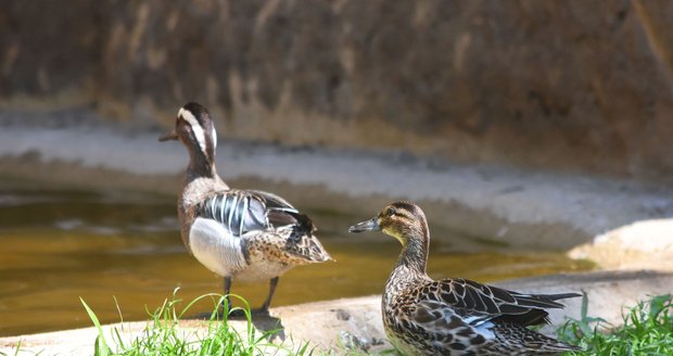 Čírka modrá v nově zrekonstruované obří voliéře v plzeňské zoo