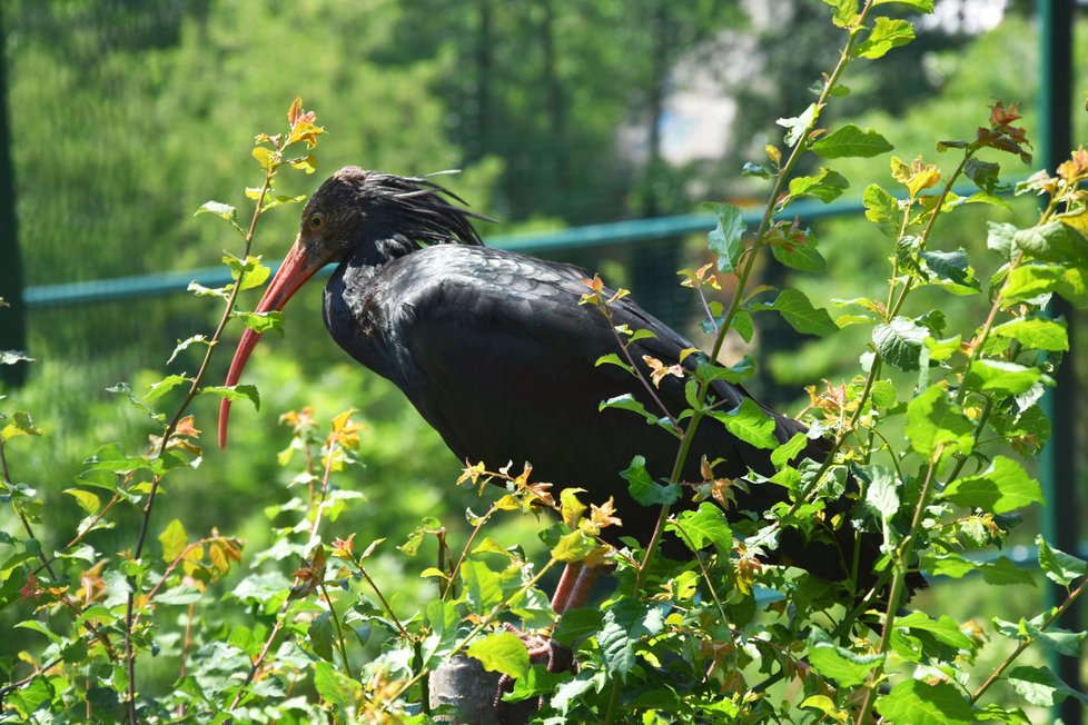 Vzácný ibis skalní v nově zrekonstruované obří voliéře v plzeňské zoo