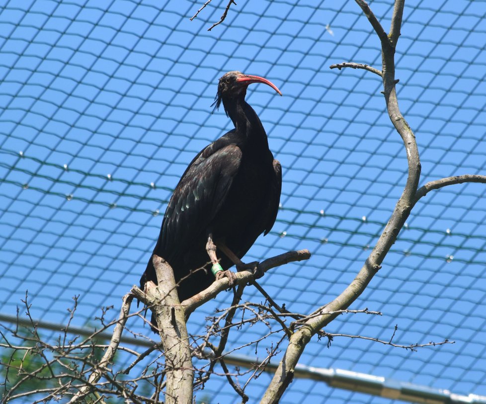 Vzácní ibisi skalní v nově zrekonstruované obří voliéře v plzeňské zoo