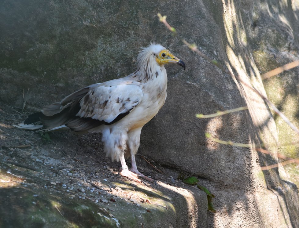 Sup mrchožravý v nově zrekonstruované obří voliéře v plzeňské zoo