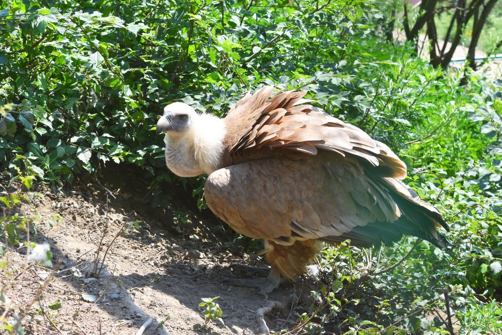 Sup bělohlavý v nově zrekonstruované obří voliéře v plzeňské zoo