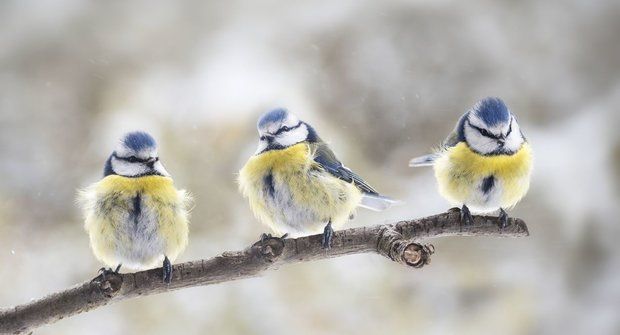 Zimní otužilci: Ptáci v zimně neumrznou. Mají různé vychytávky, třeba načepýřené koule