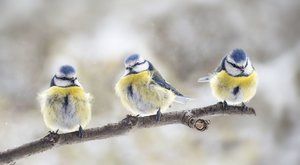 Zimní otužilci: Ptáci v zimně neumrznou. Mají různé vychytávky, třeba načepýřené koule 