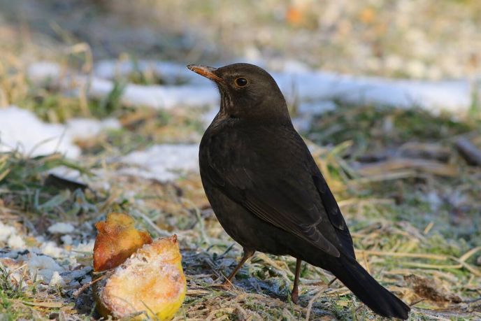 Kos černý Kos černý