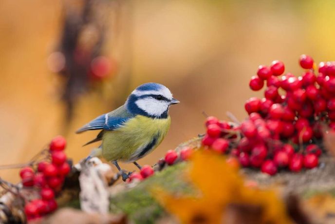 Sýkora modřinka Sýkora modřinka
