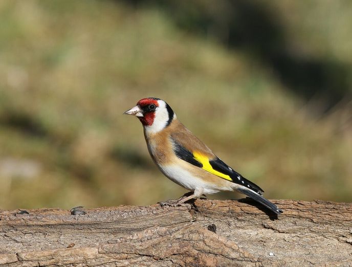 Stehlík obecný Stehlík obecný