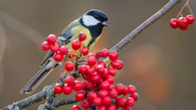 Sýkora koňadra Sýkora koňadra