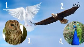 Ptačí test osobnosti: Jste orel, nebo holubice?
