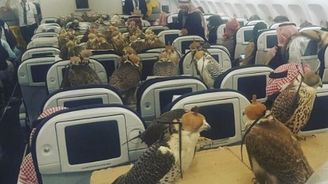 Neuvěřitelná fotka, která baví svět: 80 dravých ptáků na palubě letadla 