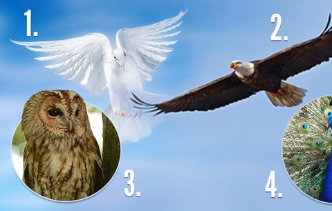 Ptačí test osobnosti: Jste orel, nebo holubice?