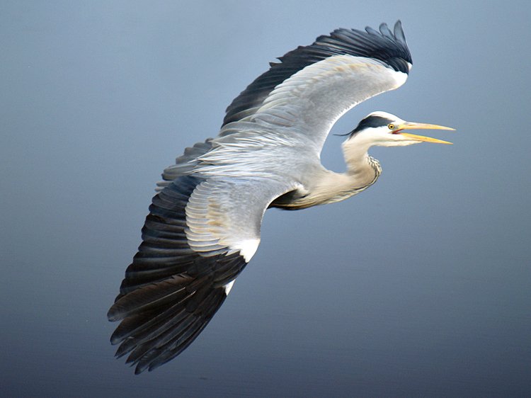 Birdwatching: Pozorování ptáků