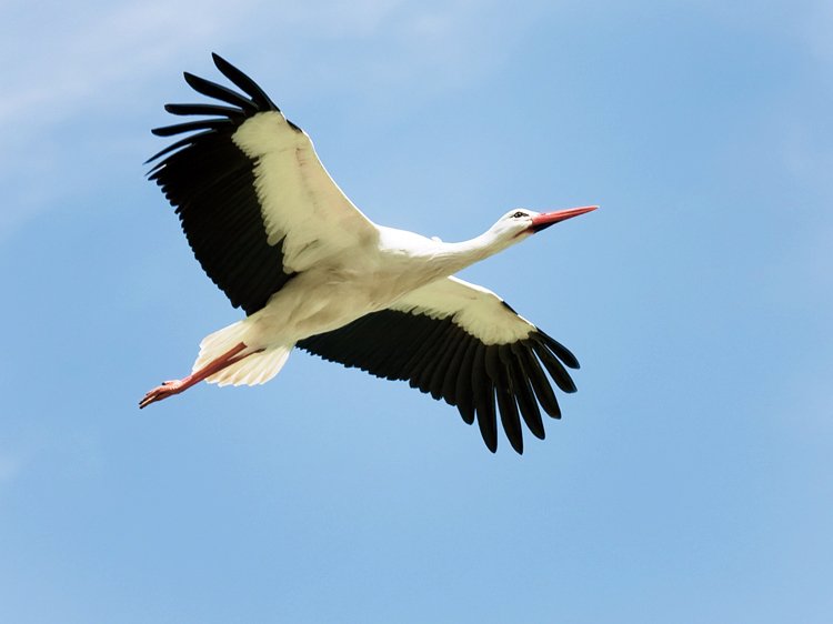 Birdwatching: Pozorování ptáků