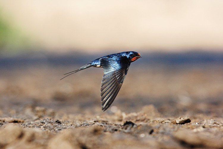 Birdwatching: Pozorování ptáků