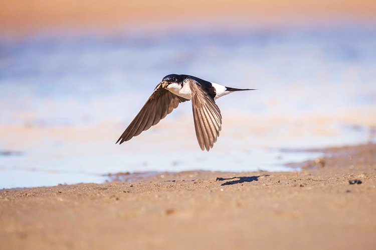 Birdwatching: Pozorování ptáků