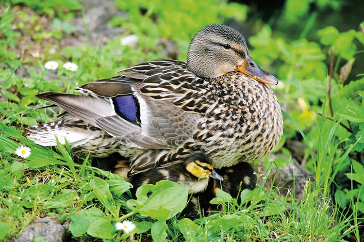 Birdwatching: Pozorování ptáků