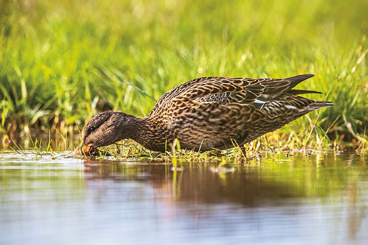 Birdwatching: Pozorování ptáků