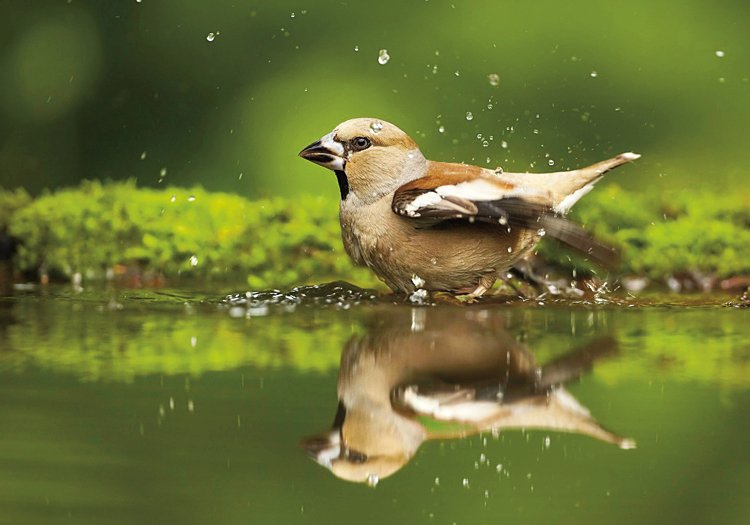 Birdwatching: Seriál ABC o pozorování ptáků