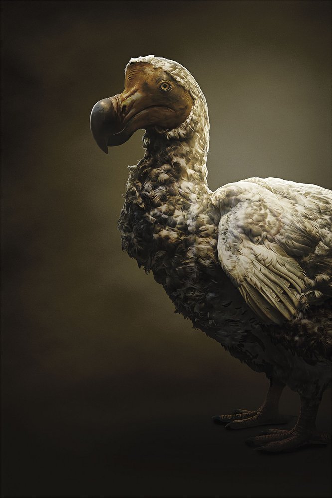 Nelétavý dront (pták dodo) byl naposledy spatřen v 17. století, vyhubila ho aktivita osadníků