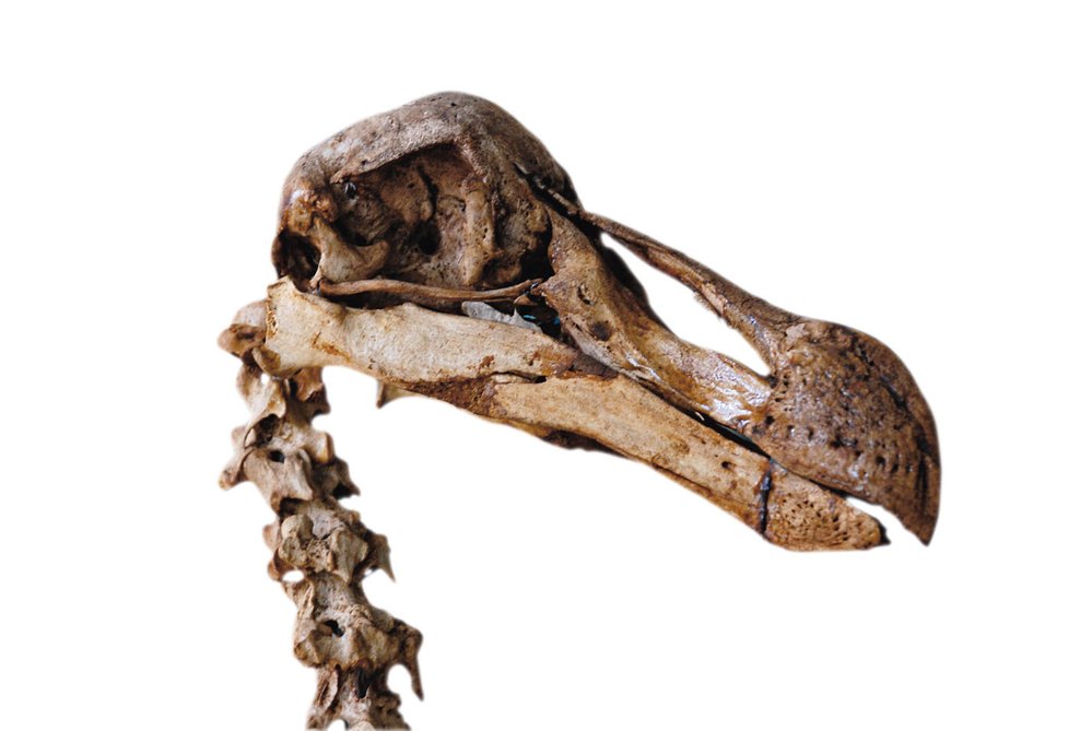 Dochovaná lebka dronta - ptáka dodo