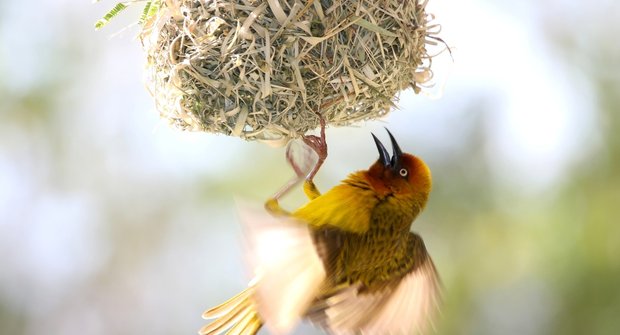 Ptáci se musí sami učit jak postavit hnízdo