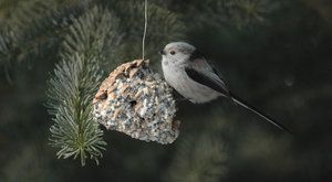 Ptačí krmítka: Voláme všechny pozorovatele ptáků!