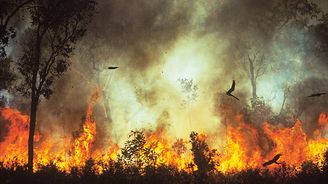 Ptačí žháři: Proč dravci v Austrálii záměrně zakládají a rozšiřují požáry