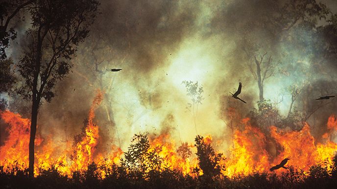 Na severu Austrálie se požáry objevují v průběhu celého roku, každoročně tu shoří až 50 % vegetace