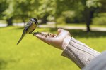 Co vám naznačují ptáci, které potkáváte nejčastěji?