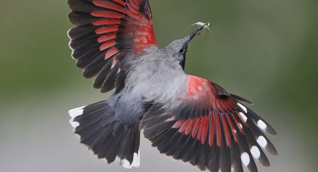 Birdwatching 25: Jak se stát ornitologem